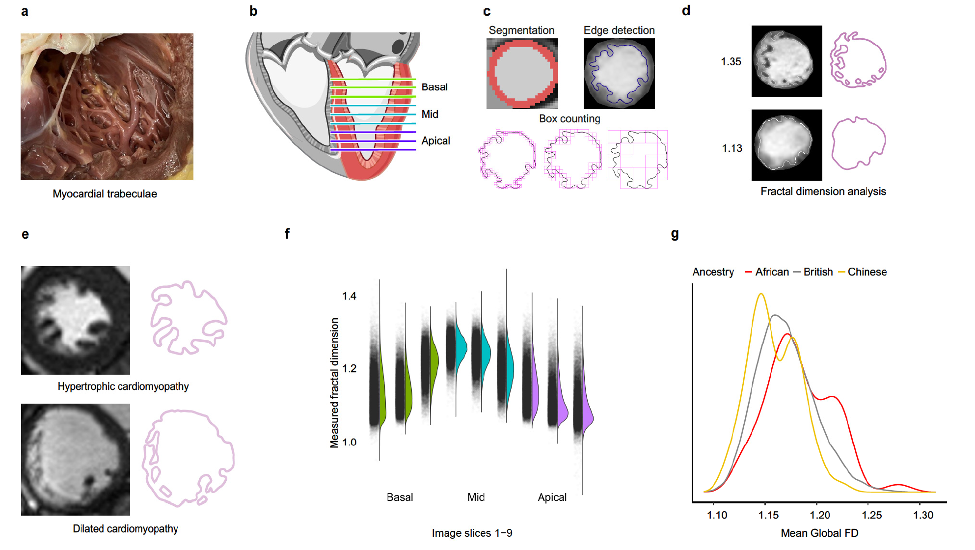 Genetic and Phenotypic Architecture